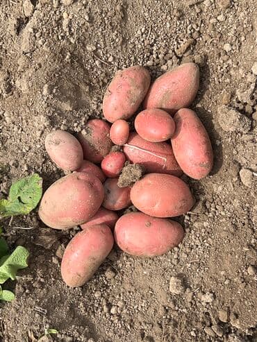 маленькая полка: Картошка Дүңүнөн — 1