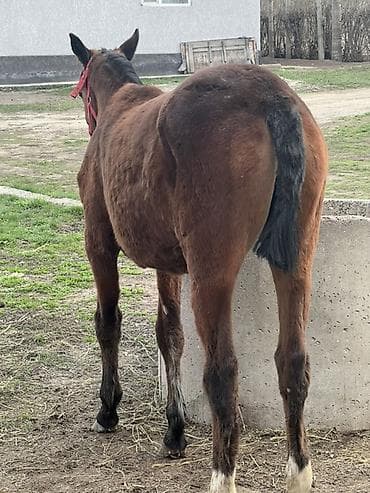 купить собаку бишкек: Ушул ургачы тай сатылат Атасы Польша Энеси месный чуй жашы Майда бирге — 1