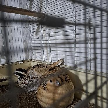 ракы: Вингирская курапатка 1500сом за пару,только начали нести яйца. - — 1