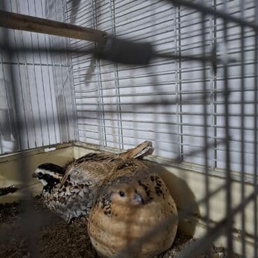 ракы: Вингирская курапатка 1500сом за пару,только начали нести яйца. - — 5