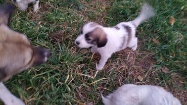 купить щенок лабрадора: Щенки метисы, возраст 1 месяц. папа бишкекская овчарка, мама — 5