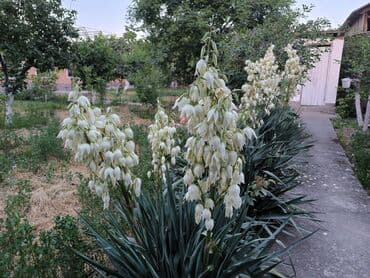 дом район ак орго: Үй, 1441 м², 8 бөлмө — 32