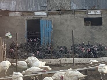 оборудование для кур несушек: Продаю | Индюшка (самка), Индюк (самец) | Бройлерная | Для разведения | Племенные — 2