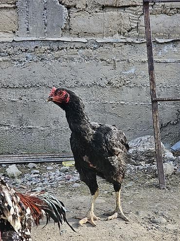 дакан корз: Продаю | Цыплята | Бойцовая, Дакан | Для разведения — 10