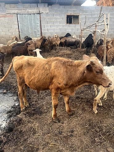 в связи с переездом отдам попугая жако в добрые руки: Продаю | Бык (самец) | Полукровка | На откорм — 2