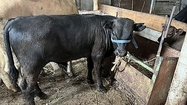 ищу корову: Продаю | Корова (самка) — 1