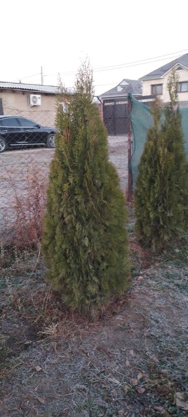 семена тритикале: Саженцы деревьев: Туи — 3