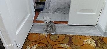 ищу котят: Продаются котята Шотланской породы, в помете 4 котенка 3 девочки и 1 — 3