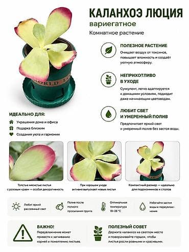 Каланхоэ Люция вариегатное — комнатное растение Описание: - at lalafo.kg Каланхоэ Люция вариегатное — комнатное растение Описание: -