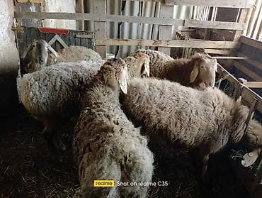 Иттер: Сатам | Ургаачы кой (ургаачы) | Көбөйтүү үчүн | Ургаачы — 1