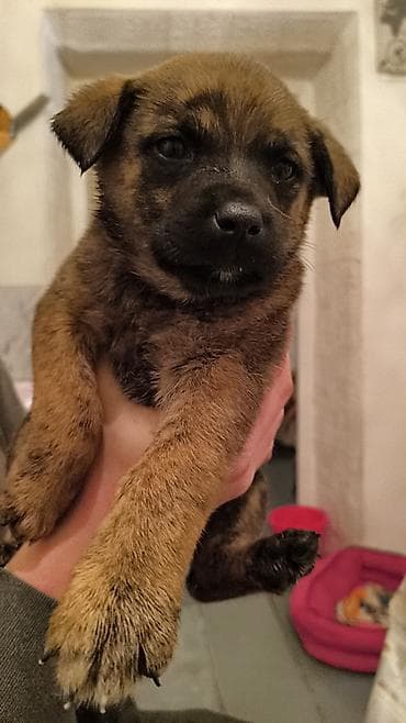 красный страитель: Щенки, окрас черный с подпалом Описание: - Милые щенки — 10