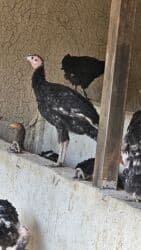 продажа щенков немецкой овчарки с документами в бишкеке: ИНДЮК САТЫЛАТ, Жалал абад шаары Сузак району Благовещенка айылынан — 3