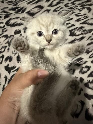 забавные котята: Отдам в добрые руки Котята, помёт из нескольких малышей. Описание: - — 6