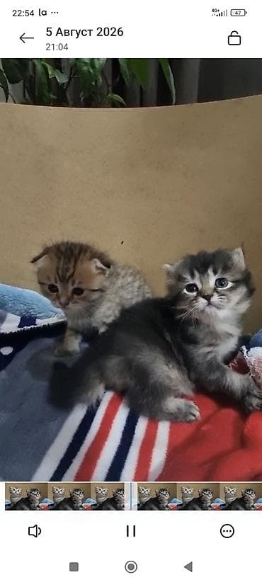 котята черные: 1 месяц, Девочка, Проглистована — 3