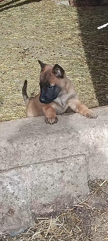 Другие животные: Щенок пастушьего/служебного типа (окрас палевый с чёрной маской) - — 1