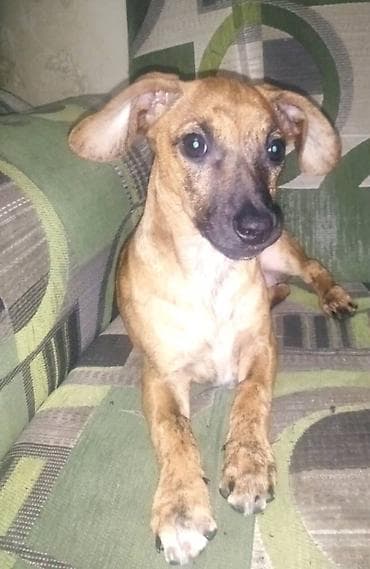 жардам берем: Продаю породистую собачку миниатюрная такса умная послушная к туалету — 7