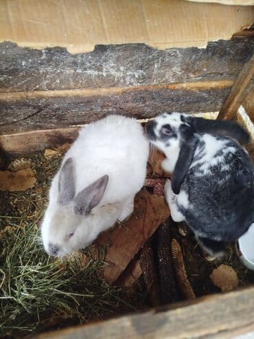 кролики фландр крол крольчата бабочка: Продаются 2 кролика 1 белый колифорнийский (самка) 4 месяца 1000с 2 — 3