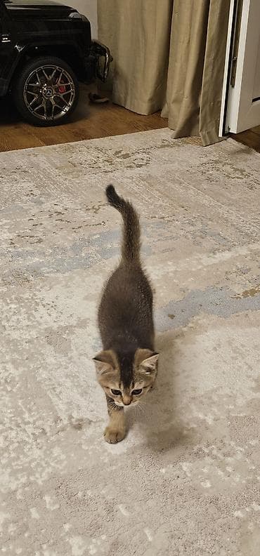 купить манчкина: 3 месяца, Мальчик, Приучена к лотку — 4