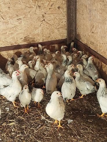 дакан цыпленок: Продаю | Цыплята | Для разведения — 4