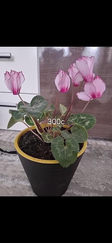 продаю фотозону: Пеларгония (герань) в горшке — крупные шапки насыщенно‑розовых и алых — 4