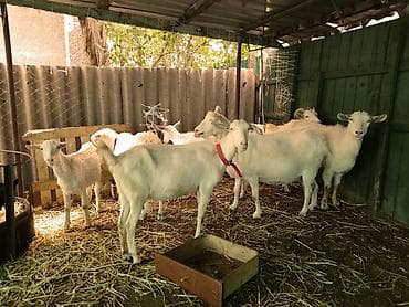 котята бишкек даром: Продаю | Коза (самка) | Для разведения | Племенные, Котные — 2