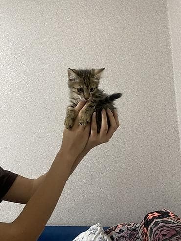 тигры: Кошка даром: Беспородная, 2 месяца, Мальчик, Приучена к лотку — 3