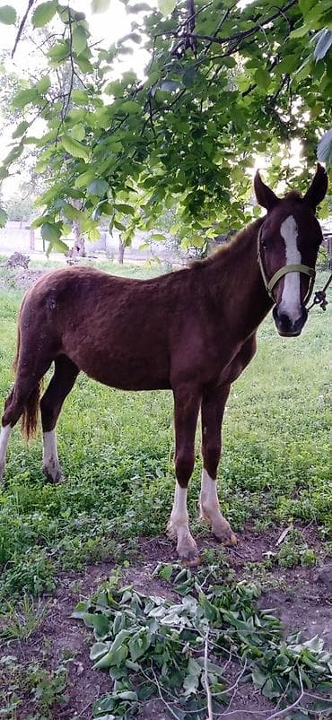 ат бишкек: Сатам | Тай | Жумушка — 8