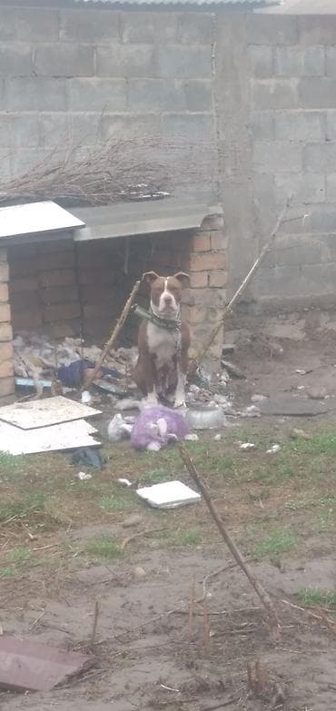 питбуль: Собака крупной породы (коричневый окрас с белой грудью и отметиной на — 1