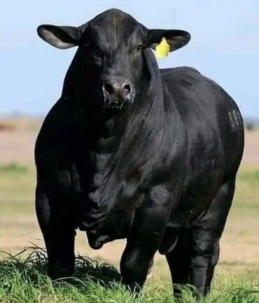 дойных коров: Рецепт корм для Быка — 1