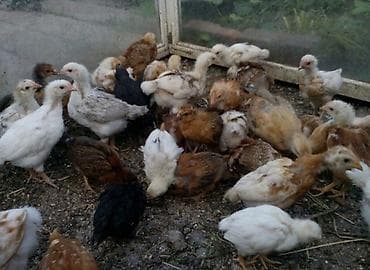 Продаю | Цыплята | Домашняя | Для разведения