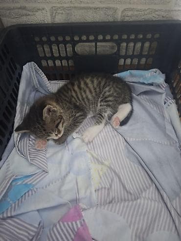 канадский сфинкс котята: Котята домашние, пушистые комочки радости. мама на половину британка — 2