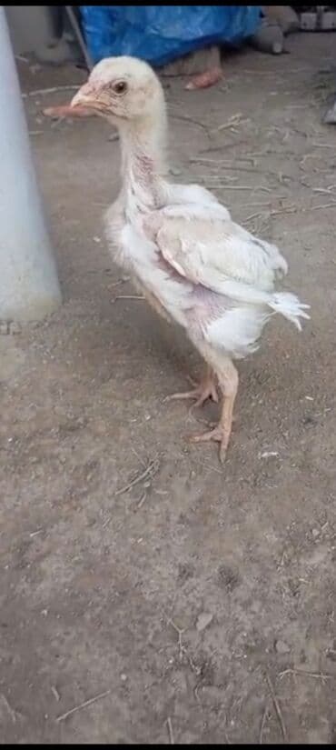 человек паук форма для детей: Декор для дома и сада — 1