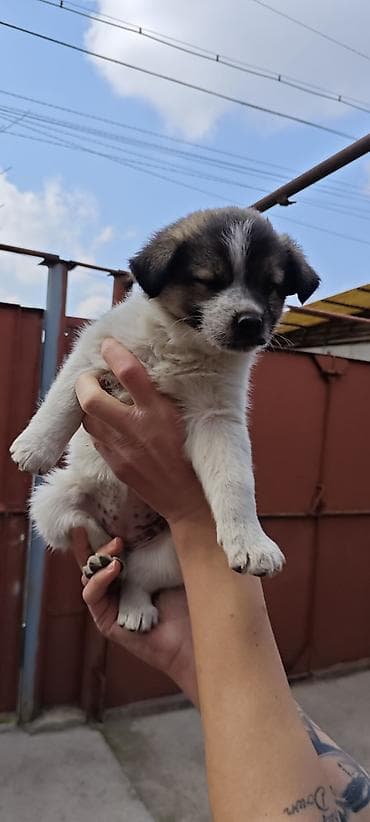 щенки мопса в дар: Отдам щенят в добрые руки. Возраст: 1.5 месяца. Девочка. Окрас — 1