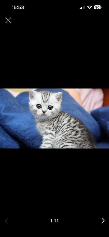 Скотиш Страйт (Шотландская прямоухая), 2 месяца, Мальчик, Серебристая шиншилла, Приучена к лотку