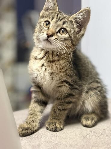 Животные: Пушистый котёнок с классическим тигровым (табби) окраcом. 🐾 Отдам — 2
