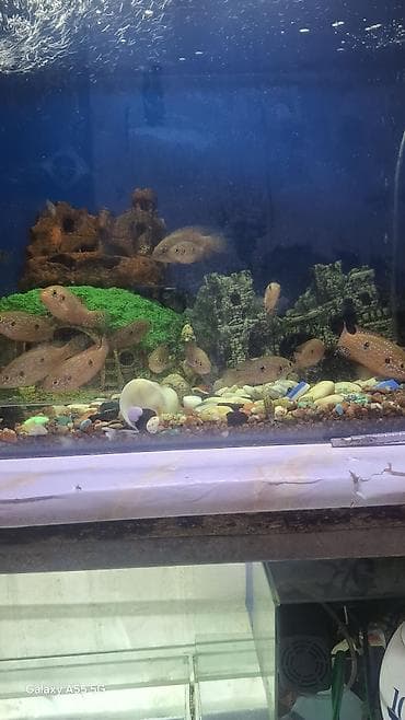 Аквариумы: Продаю аквариум вместе с рыбами — 3