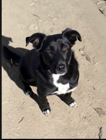 Собака даром: 1 год, Самка, С прививкой