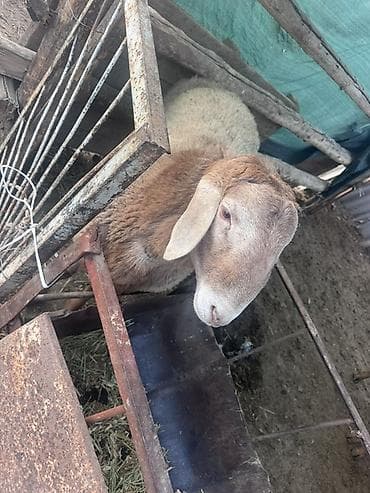 үй жаныбарлар: Сатам | Ургаачы кой (ургаачы) | Көбөйтүү үчүн | Ургаачы — 1