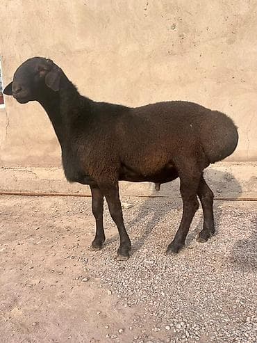 рынок собак в бишкеке: Продаю | Баран (самец) | Для разведения | Племенные — 2