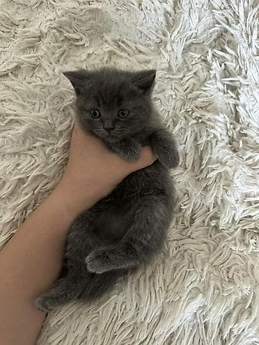 Пушистый котёнок серого (дымчатого) цвета Небольшой короткошёрстный