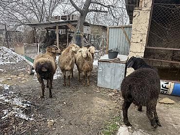 овцы дорпер: Продаю | Баран (самец) — 3