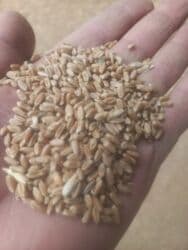 гидропонный корм: Продаю пшеницу местную на корм, россыпью в с.Манас — 2