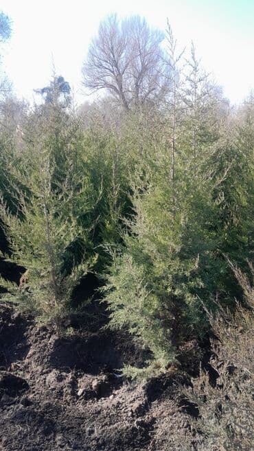 пресс саман: 🔥🔥🔥Продаются саженцы можжевельника и туи! Качественные, здоровые — 2