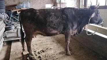 телка бычок: Продаю | Корова (самка) | Для молока | Привязанные — 1
