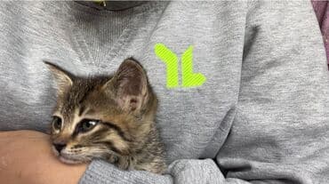 Кошка даром: Беспородная, 1 месяц, Девочка, С прививками