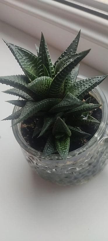 Комнатные розы: За все 1500 сом можно по отдельности Фикус готов к формированию — 3