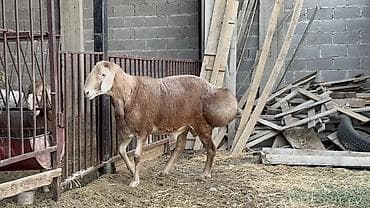 Животные: Продаю | Баран (самец) | Арашан | Для разведения — 6