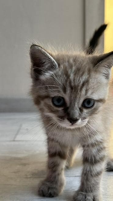 какие животные продаются в зоомагазине: Котёнок с короткой шёрсткой дымчато-серого окраса с тёмными полосами — 1
