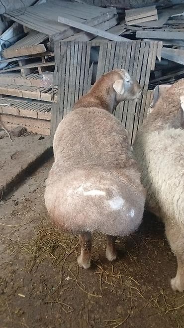 Зоотовары: Продаю | Овца (самка) | Для разведения | Матка — 1