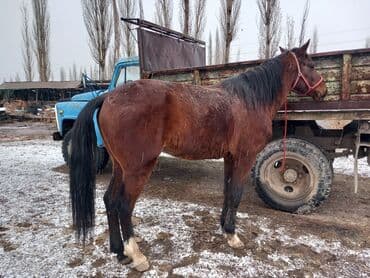 продам бу оборудование для птицефабрики: Продаю | Жеребец | Кара Жорго | Конный спорт | Мерин — 2